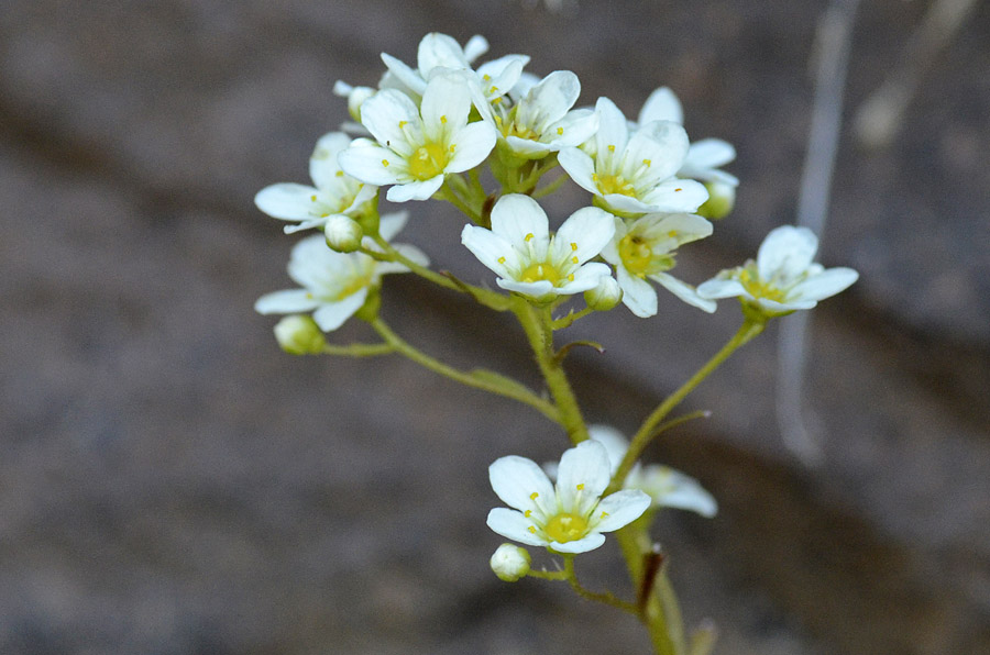 Saxifraga paniculata / Sassifraga alpina